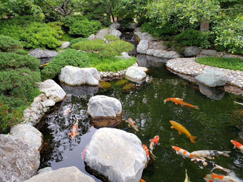Koi Pond Installation in Honolulu, HI